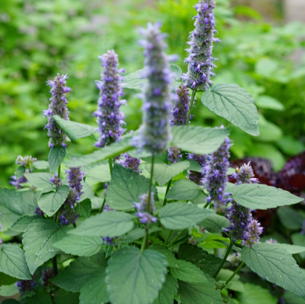 Anise Hyssop (Licorice Mint) potted plant